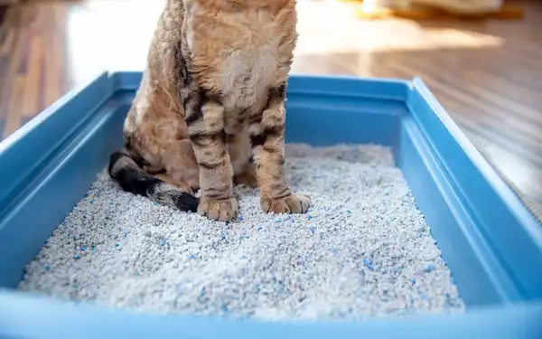 A quoi sert la litière pour chats
