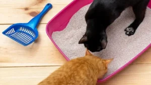 Meilleures Types de litière pour chats : Comparatif et Guide